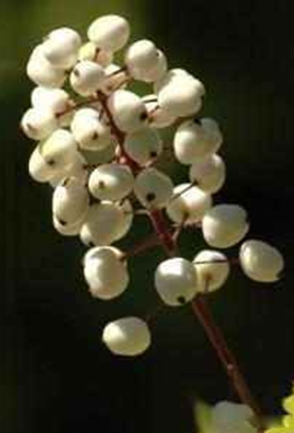 �ֲ�ֲ�����а�ǰ8�� �۾���ƿ�Ӳ��û�����������