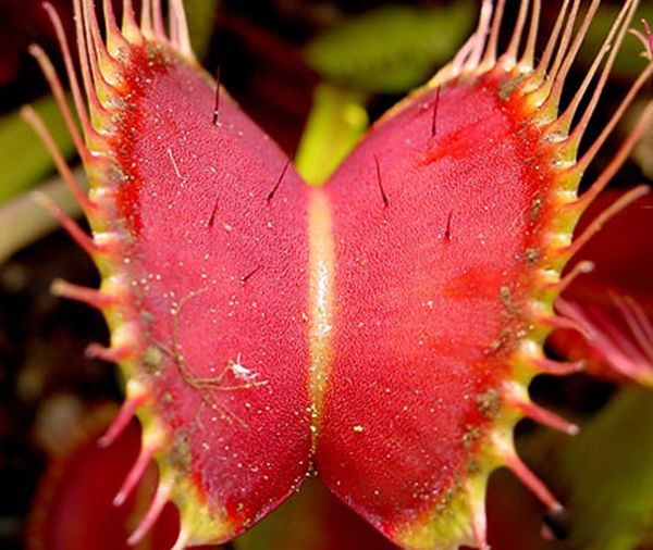 �ֲ�ֲ�����а�ǰ8�� �۾���ƿ�Ӳ��û�����������