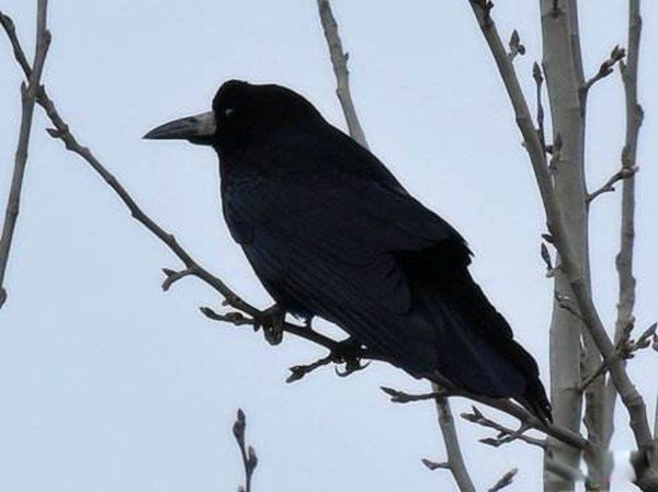 ͺ����ѻ�ļ����ص� �൱�������峤��53��������