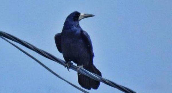 秃鼻乌鸦的简介和特点 相当聪明身体长度53厘米左右