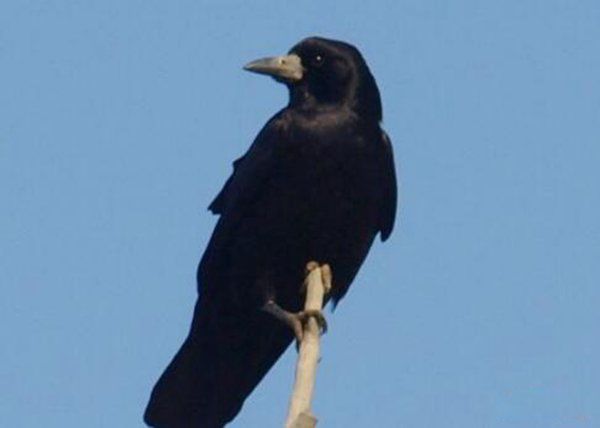 秃鼻乌鸦的简介和特点 相当聪明身体长度53厘米左右