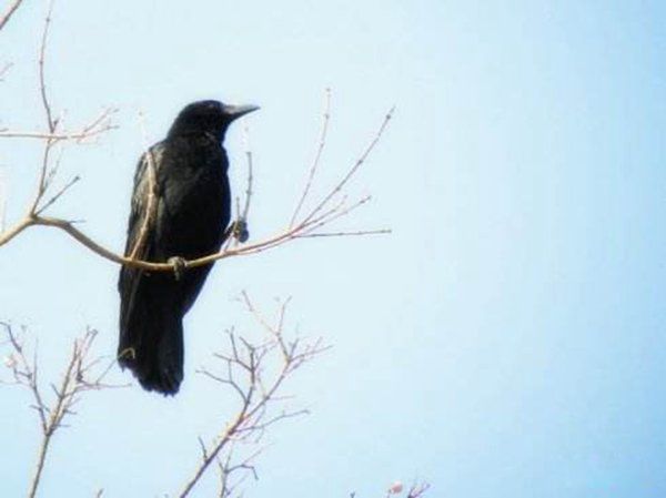 秃鼻乌鸦的简介和特点 相当聪明身体长度53厘米左右