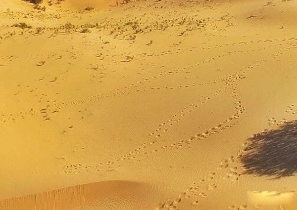 ɳĮֲ������ǰʮ�� ���������������٪��