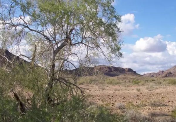 ɳĮֲ������ǰʮ�� ���������������٪�޼�ʱ��