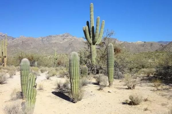 ɳĮֲ������ǰʮ�� ���������������٪�޼�ʱ��