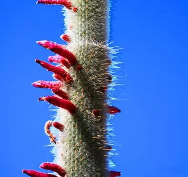 ɳĮֲ������ǰʮ�� ���������������٪�޼�ʱ��