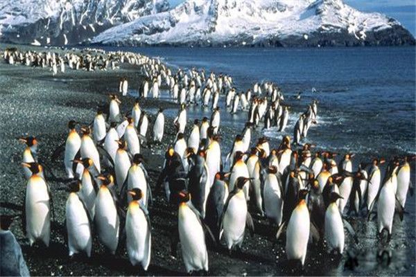 北极企鹅为什么灭亡了 南极企鹅可以生活在北极吗
