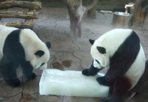 ��������ʲô�̷� �������Ĳ������ձ�������Ų���һ����