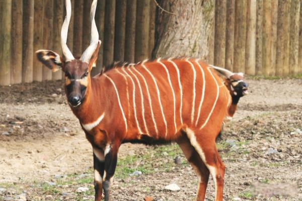 ������ʲô���� ���ο���������¹������