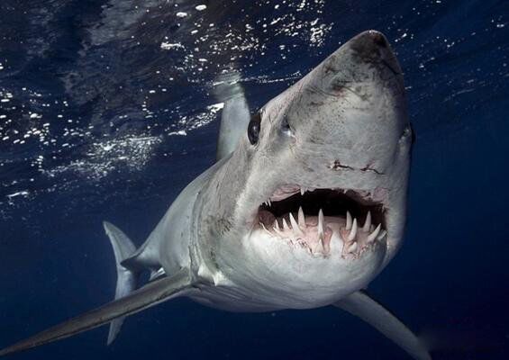 ţ����ʲô���ӵ� ׳˶��ţ��ţ���ж�����