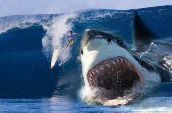 ţ����ʲô���ӵ� ׳˶��ţ��ţ���ж�����