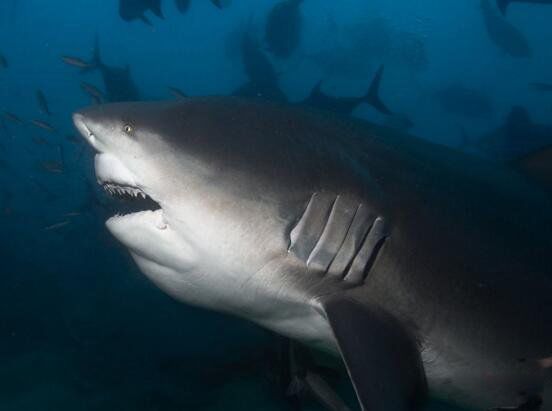 ţ����ʲô���ӵ� ׳˶��ţ��ţ���ж�����