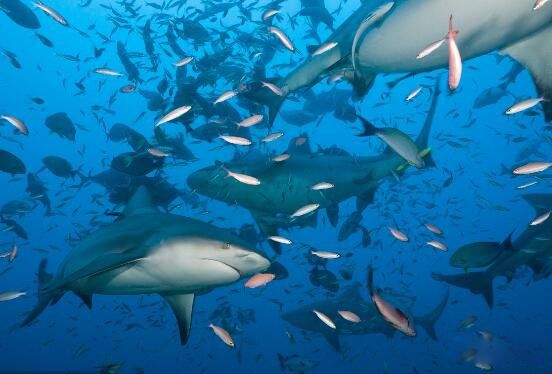 ţ����ʲô���ӵ� ׳˶��ţ��ţ���ж�����