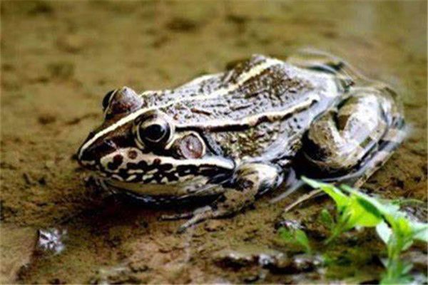 ��������ʲô�� �Ｆ������ʲôʱ����Ϊ���Ҷ���