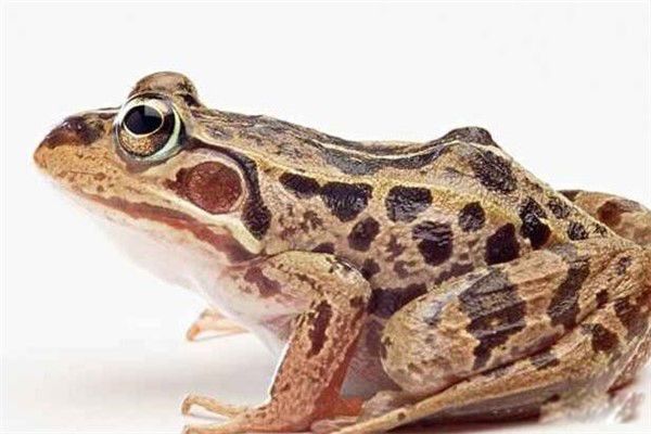 ��������ʲô�� �Ｆ������ʲôʱ����Ϊ���Ҷ���