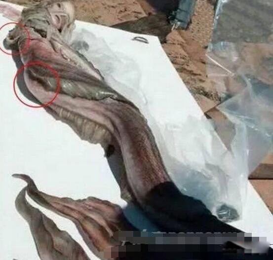 ������ͼƬ��ʵ ��ʷ�Ϲ���������ļ���