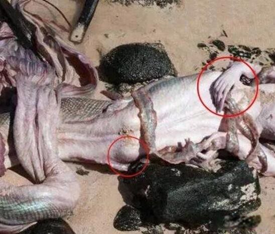 ������ͼƬ��ʵ ��ʷ�Ϲ���������ļ���