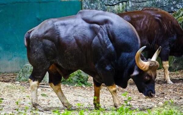 ӡ��Ұţ�ж��ض�� ӡ��Ұţ��Ҫ�ֲ���ʲô�ط�