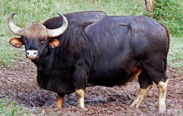 ӡ��Ұţ�ж��ض�� ӡ��Ұţ��Ҫ�ֲ���ʲô�ط�