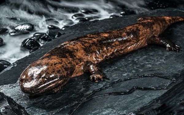 ���������ܶ����� ����������������ʲô����