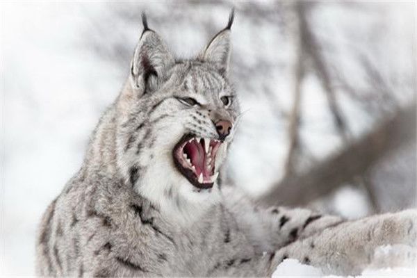 猞猁不吃人会咬死人 猞猁咬死人吃人事件真实存在吗