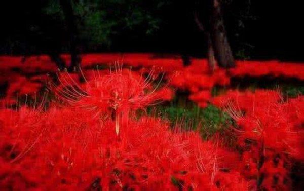 �˰����Ĵ�˵�ֲ� ��˵�˰�������������