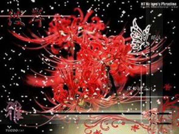 �˰����Ĵ�˵�ֲ� ��˵�˰�������������