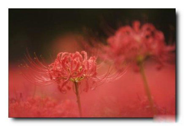 �˰����Ĵ�˵�ֲ� ��˵�˰�������������