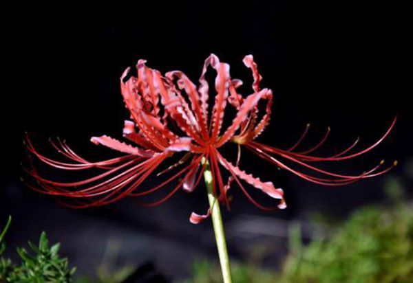 �˰����Ĵ�˵�ֲ� ��˵�˰�������������