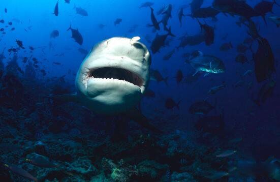 ţ����ʲô���ӵ� ׳˶��ţ��ţ���ж�����