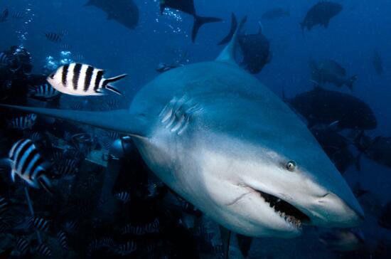 ţ����ʲô���ӵ� ׳˶��ţ��ţ���ж�����