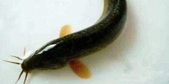 �置����������� �����ƶ���ʲô