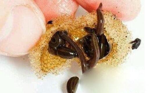 �置����������� �����ƶ���ʲô