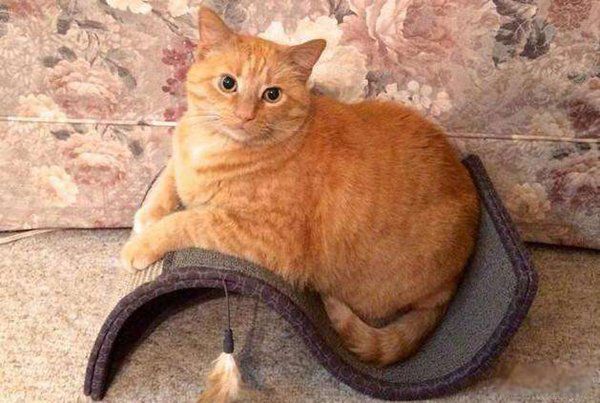 ʲôè��ÿ��ֺ��� �������èǰʮ��ͼƬ