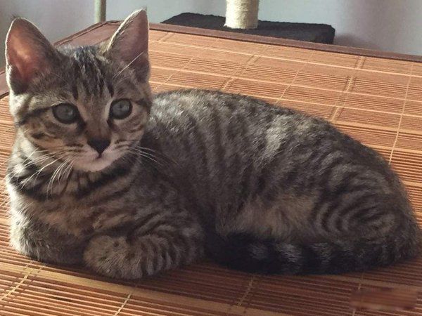 ʲôè��ÿ��ֺ��� �������èǰʮ��ͼƬ