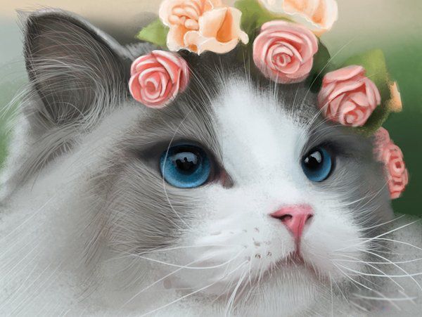 ʲôè��ÿ��ֺ��� �������èǰʮ��ͼƬ