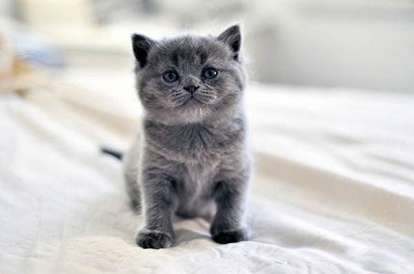 ʲôè��ÿ��ֺ��� �������èǰʮ��ͼƬ