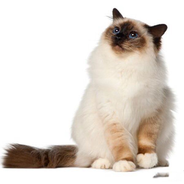 ʲôè��ÿ��ֺ��� �������èǰʮ��ͼƬ