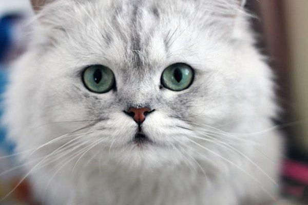 ʲôè��ÿ��ֺ��� �������èǰʮ��ͼƬ