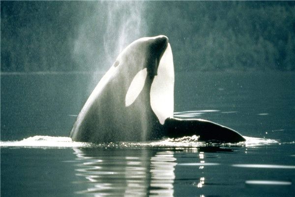 ������ǳ�ǹ������ ����Ϊʲô�������Ѻ�