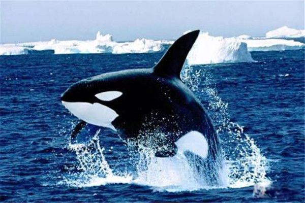 ������ǳ�ǹ������ ����Ϊʲô�������Ѻ�