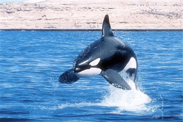 ������ǳ�ǹ������ ����Ϊʲô�������Ѻ�