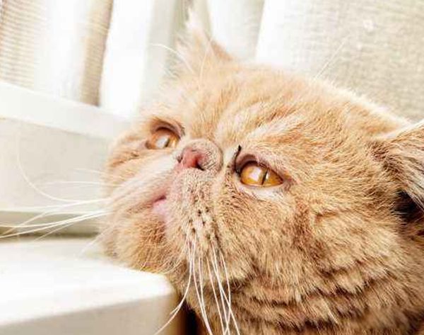 猫智商有多高 猫的智力相当于人类的几岁呢