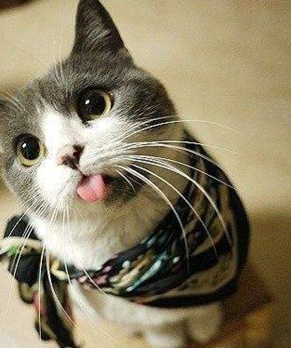 猫智商有多高 猫的智力相当于人类的几岁呢