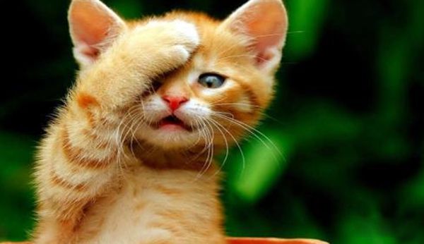 猫智商有多高 猫的智力相当于人类的几岁呢