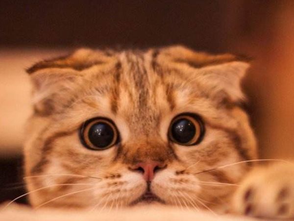 猫智商有多高 猫的智力相当于人类的几岁呢