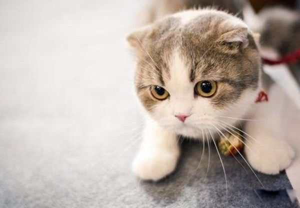 猫智商有多高 猫的智力相当于人类的几岁呢