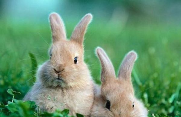 �������˴�˵�ֲ��¼��ư����� ����ɱ���������