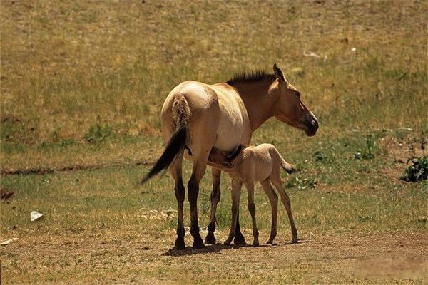 ŷ��Ұ������������� ŷ��Ұ������¼���ʲô