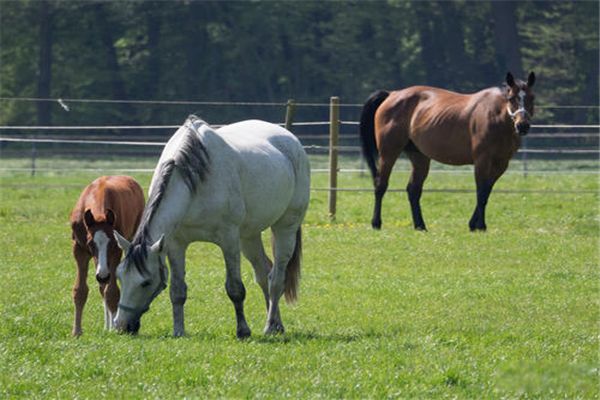 ŷ��Ұ������������� ŷ��Ұ������¼���ʲô